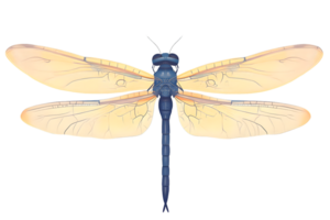 Detailed Illustration of a Dragonfly with Intricate Wings and Blue Body for Nature and Design P png