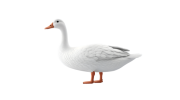 A pristine white bird with orange beak and legs standing against a black background ideal for png