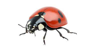 A vibrant insect with a glossy red shell and black spots perfect for nature and educational co png