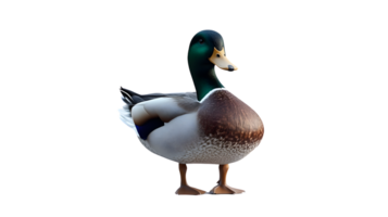 A vibrant waterfowl with striking plumage and a sleek profile ideal for nature wildlife and png