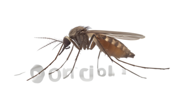 Detailed Illustration of a Mosquito with Transparent Background for Design Projects png