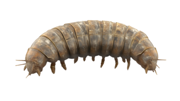Detailed View of a Segmental Arthropod with Visible Appendages and Textured Exoskeleton for Edu png