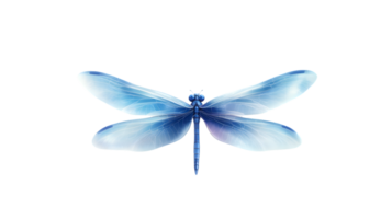 Elegant Blue Dragonfly with Transparent Wings on Black Background png
