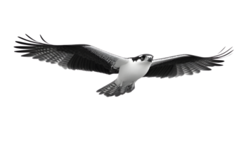 Soaring Bird in Flight with Detailed Feathers and Dynamic Wingspan png