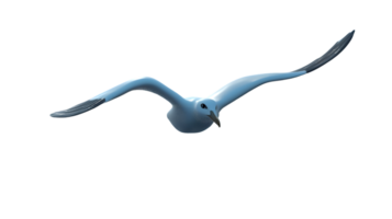 Soaring Bird in Flight with Extended Wings Detailed Feathers and Dynamic Pose for Nature Wil png