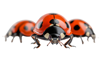 Vibrant Ladybug in Flight with Dynamic Motion Blur Perfect for Nature and Wildlife Themes png