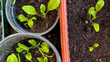 Sprouting spinach seedlings in rustic pots, heralding Earth Days verdant promise, a botanical tapestry weaving hope and renewal photo