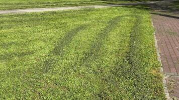Green grass lawn bordered by a brick path in sunny park, perfect for spring picnics or Earth Day events photo