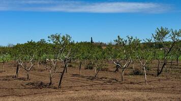 Sunlit almond grove whispers of fertility rites, Earth Day renewal, and timeless Mediterranean harvests under azure skies photo
