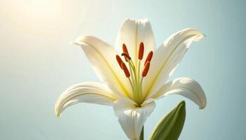 Elegant White Lily Flower Close Up With Soft Light And Blue Background photo