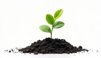 Fresh Green Sprout Growing From Soil Represents New Life And Growth photo