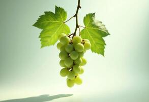 Bunch Of Green Grapes With Leaves Fresh Fruit On Light Background photo
