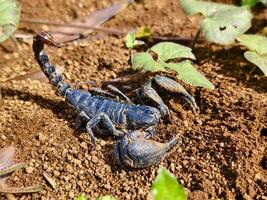A scorpion partially covered in soil, resting in its natural outdoor environment among vegetation photo