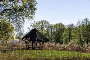 Wooden gazebo with a roof covered with straw for a picnic and rest in the park under spring oaks. Poland. photo