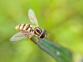 Hoverfly Resting on Green Leaf. A close-up of a colorful hoverfly perched delicately on a green leaf in a vibrant natural background. photo