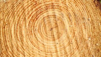freshly cut tree trunk cross section showing detailed concentric growth rings, wood grain pattern and texture backgdrop photo