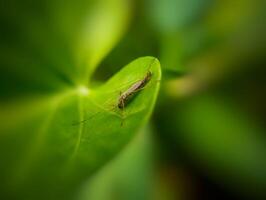 The Pitcher Plant Mosquito, Wyeomyia Smithii. A tiny mosquito delicately rests on a vibrant green leaf under soft natural light. photo