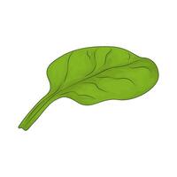 illustration of a spinach vector