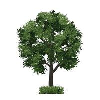Big tree isolated on white background. Landscape object for outdoor graphic, architecture drawing, elements for environment. vector