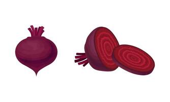 Whole and Chopped Beetroot or Garden Beet with Cross Section Set vector