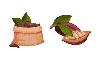 Pod of Theobroma Cacao with Cocoa Bean Inside as Aromatic Chocolate Ingredient Set vector
