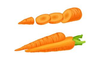 Carrot as Orange Root Vegetable Whole and Sliced Set vector