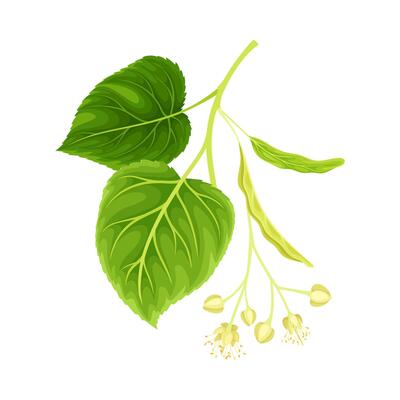 Blossoming twig of linden. Blooming Tilia Cordata tree illustration