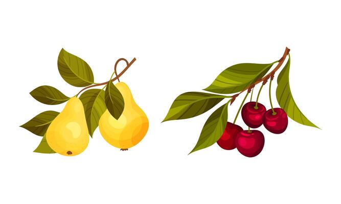 Pear and cherry tree branches set. Twigs with green leaves and ripe juicy fruits illustration