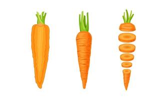 Sliced Vertical Carrot as Orange Root Vegetable Set vector