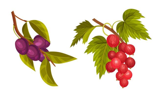 Plum and gooseberry tree branches set. Twigs with green leaves and ripe juicy fruits and beriies illustration