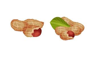 Peanuts set. Peeled and unpeeled kernels illustration vector