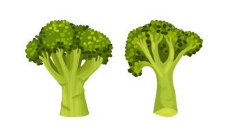 Broccoli Cabbage as Edible Green Plant with Stalk and Flowering Head Set vector