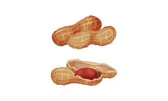 Peanuts in nutshell set. Peeled and unpeeled kernels. Organic healthy product illustration vector
