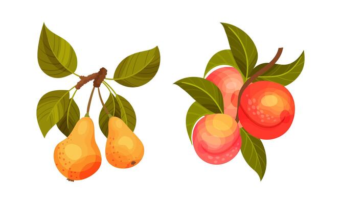 Peach and pear tree branches set. Twigs with green leaves and ripe juicy fruits illustration