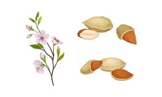Almond Nut as Edible Seed and Blooming Flowering Plant Branch Set vector