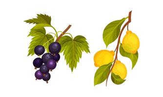 Currant and lemon tree branches set. Twigs with green leaves and ripe juicy fruits and berries illustration vector