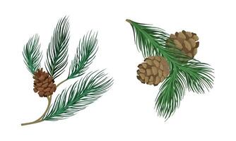 Coniferous Evergreen Tree Branch with Hanging Strobile and Needles Set vector