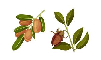 Jojoba Branch with Fruit and Green Foliage Set vector