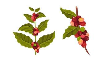 Coffee tree branches and beans set illustration on white background vector