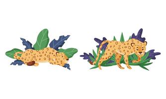 Spotted Leopard or Jaguar with Yellow Skin Standing and Lying in Tropical Leaves Set vector