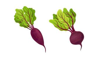 Beetroot or Garden Beet with Top Leaves Set vector