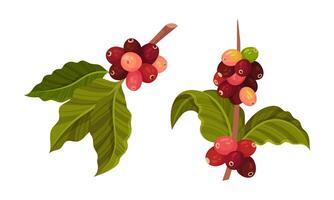 Coffee tree branches and beans set illustration vector