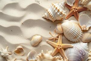 Seashells and starfish on sandy beach photo
