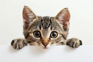 Cute cat peeking out of blank banner photo