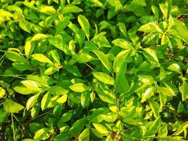 Fresh Green Leaves in Sunlight photo