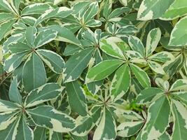 Close-Up of Variegated Green and White Leaves of Cassava Plant photo