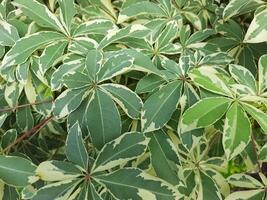 Variegated Cassava Leaves Close-Up - Green and Cream Foliage Pattern photo