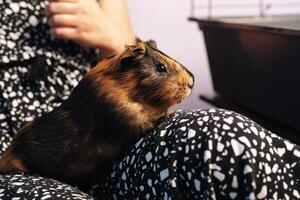 Close-up of a guinea pig sitting on a person lap while relaxing in a cozy living room setting photo