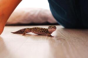 Small leopard gecko exploring a wooden floor in a cozy indoor setting during the afternoon photo