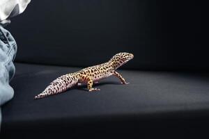 Leopard gecko exploring a dark surface next to relaxed human clothing in a cozy indoor setting photo
